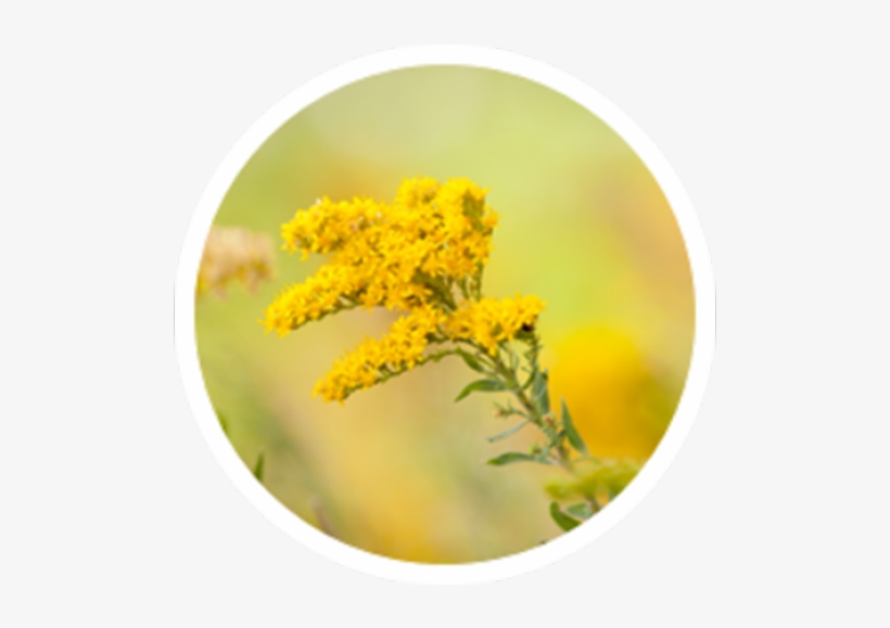 Ragweed - Tansy, transparent png #3050896