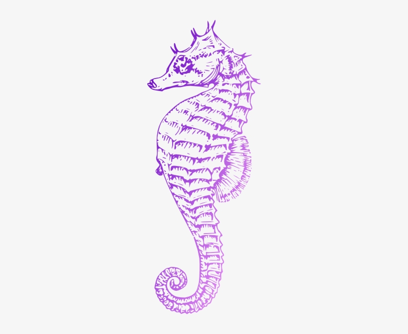 Sea Horse Clip Art - Sea Horse Drawing Png, transparent png #3052230