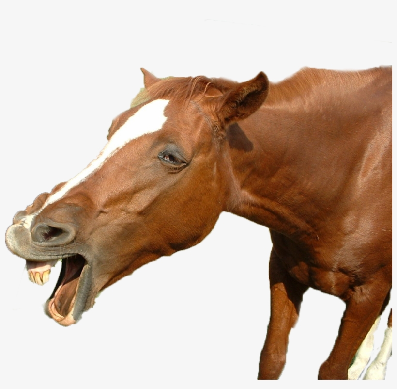 Animalyawning - Sorrel, transparent png #3052328