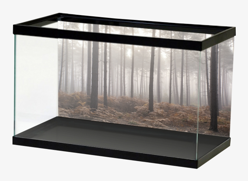 Foggy Forest, transparent png #3052576