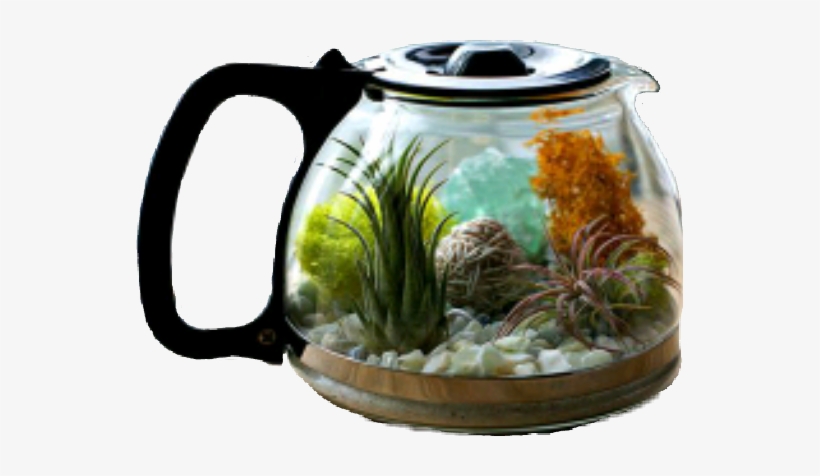Sckitchenware Sticker - Terrarium Indir, transparent png #3054071