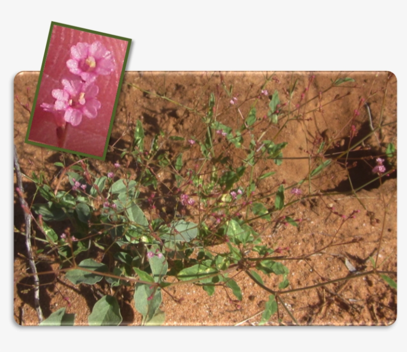 Five-wing Spiderling Often A Roadside Weed, Its Raising - Chihuahuan Desert, transparent png #3054073