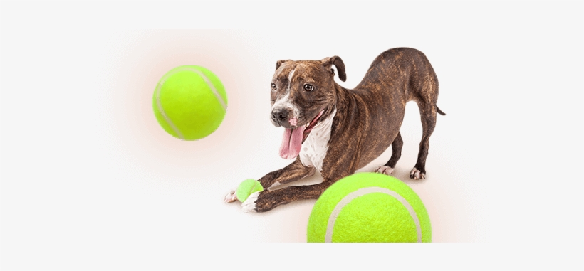 Skip To Content - Real Dog With Toy Transparent Background, transparent png #3057083