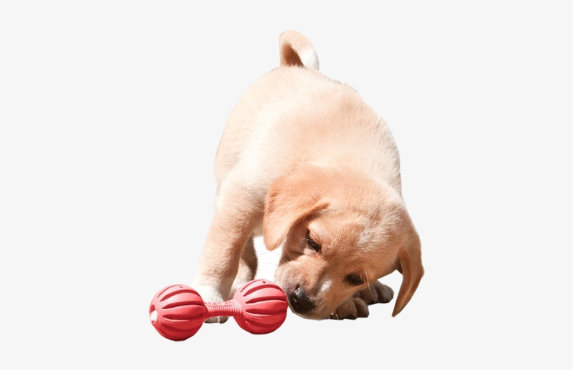 Busy Buddy Puppy Waggle Dog Toy - Petsafe Busy Buddy Puppy Waggle, transparent png #3057167