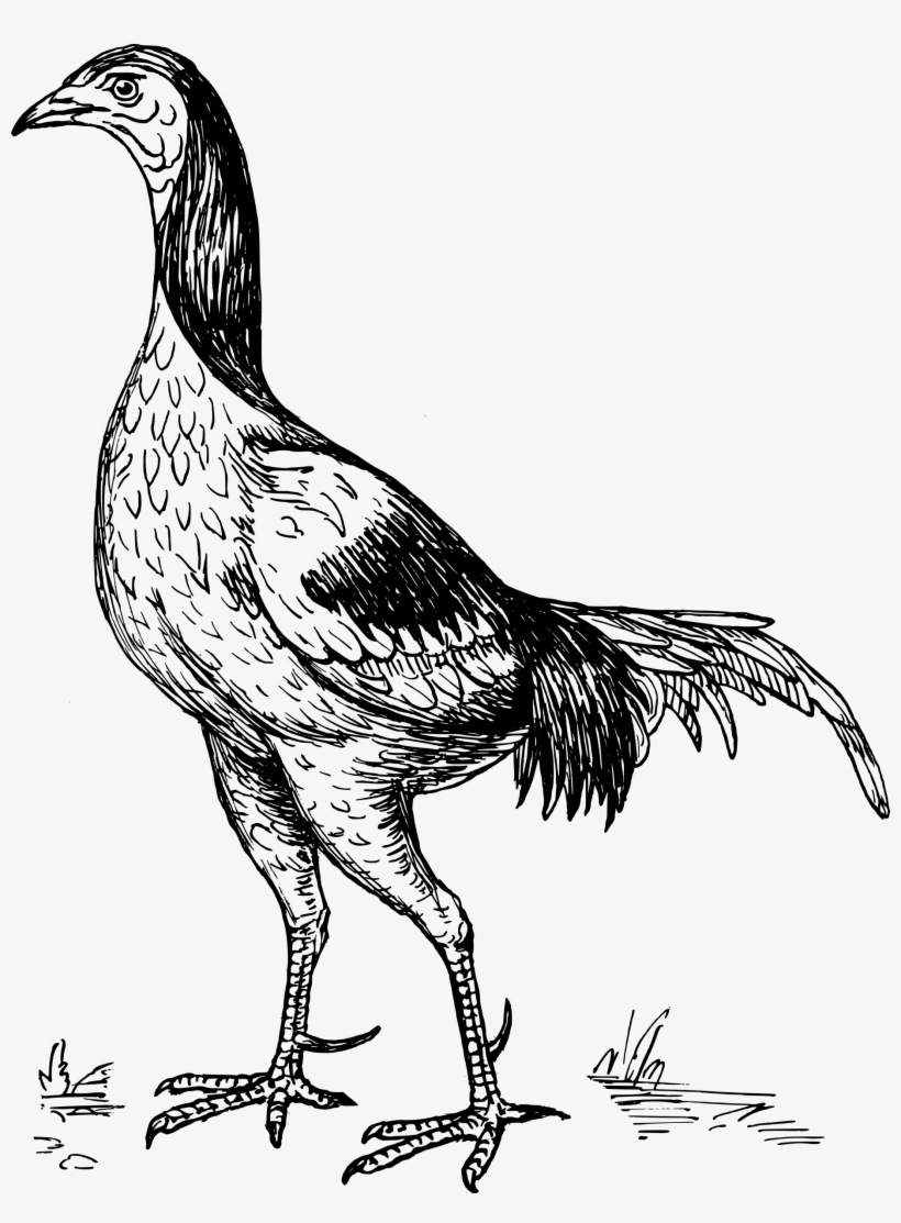 This Free Icons Png Design Of Game Cock, transparent png #3072144