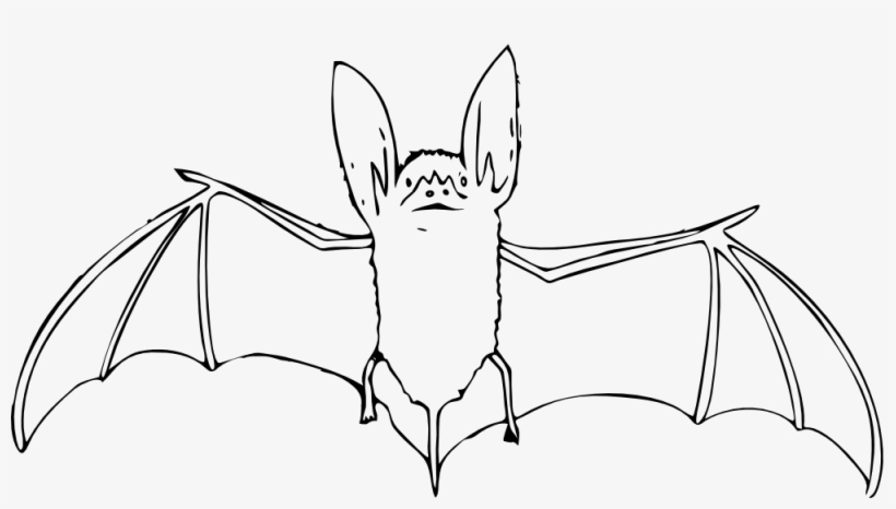 Net Clip Art Bat Black White Art Elish Halloween Svg - Fruit Bat Clipart Black And White, transparent png #3076620