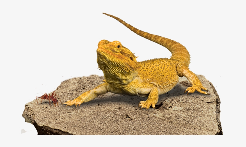 Bearded Dragon Transparent Background Png Mart - Bearded Dragon Png, transparent png #3077334