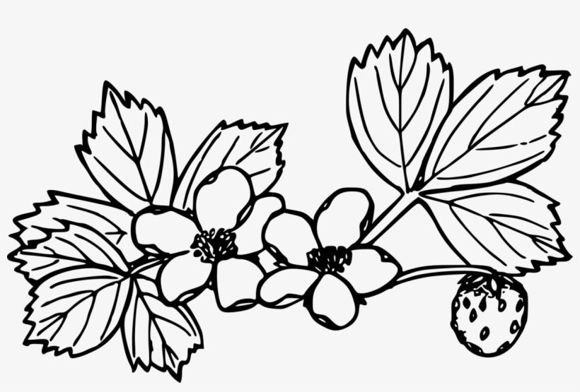 Image Freeuse Strawberry Coloring Book Plants - Drawings Of Strawberry Plants, transparent png #3077474