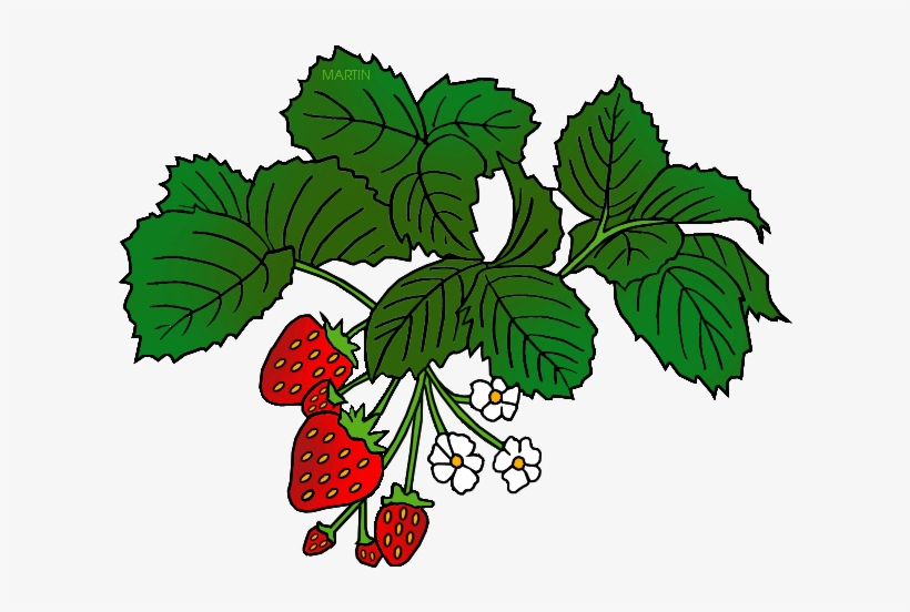 Strawberry Clipart Strawberry Tree - Food Chain Year 2, transparent png #3077530