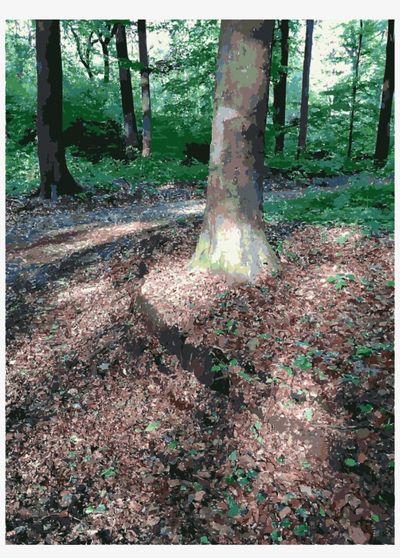 Forest Clipart Forest Woodland Lichtscheid - Forest, transparent png #3077610