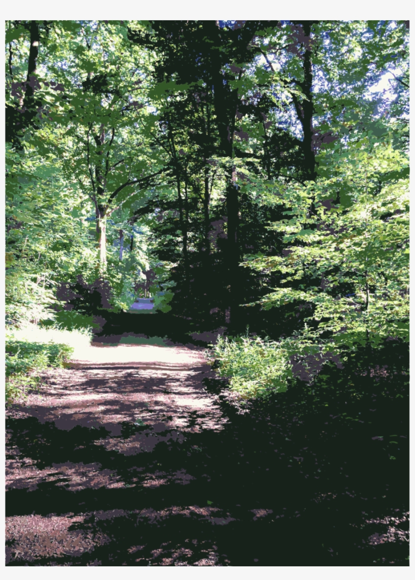 Forest Clipart Temperate Broadleaf And Mixed Forest - Forest, transparent png #3077863