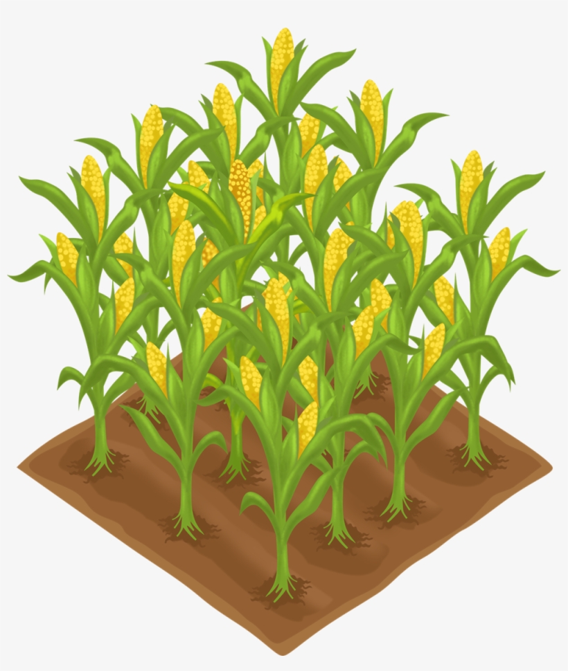 picture Corn Plant Images Png plants clipart corn free transparent