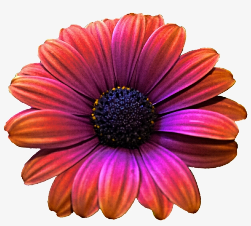 Daisy Clipart Colorful Daisy - Gerber Daisy Png, transparent png #3078899
