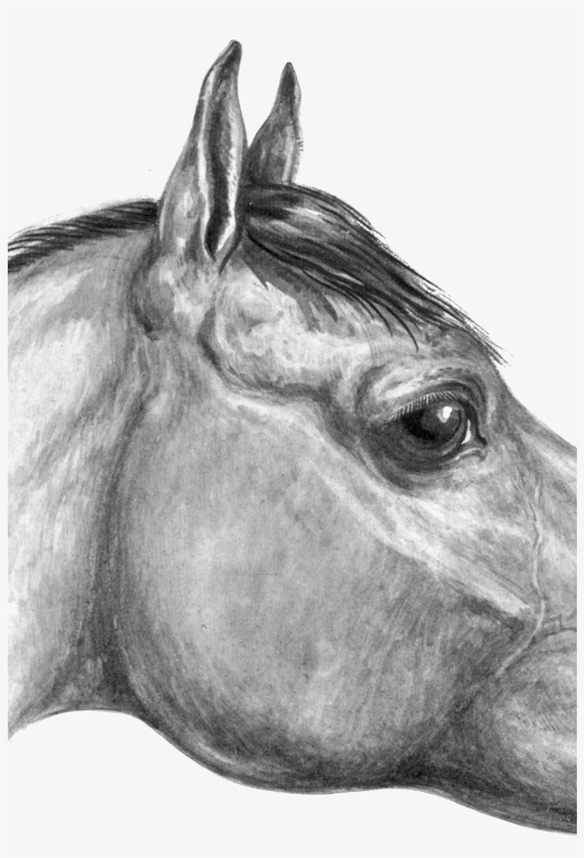 Drawn Eyeball Round Eye - Horse, transparent png #3079084