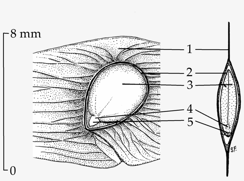 Ailanthus Seed Drawing - Seed, transparent png #3079379