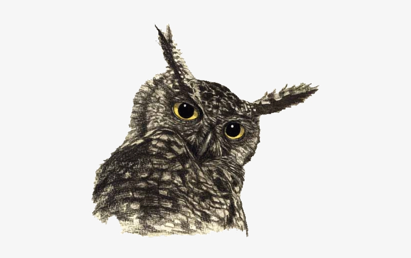 Owl Drawing Png - Owl Transparent, transparent png #3079408