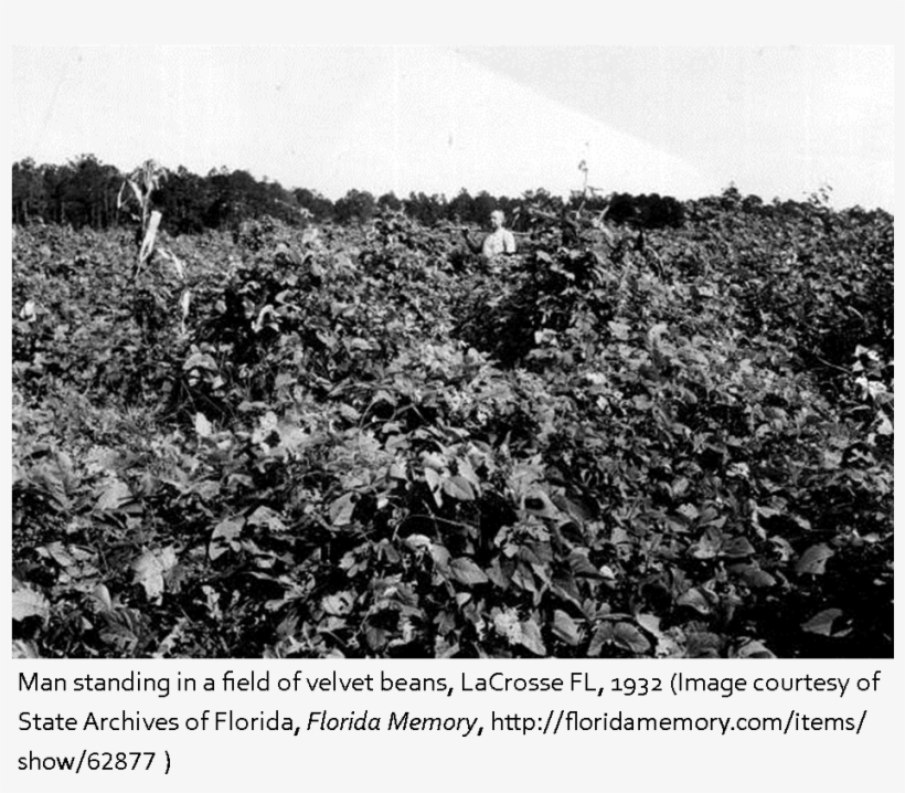 Florida Frontiers - Florida, transparent png #3079547