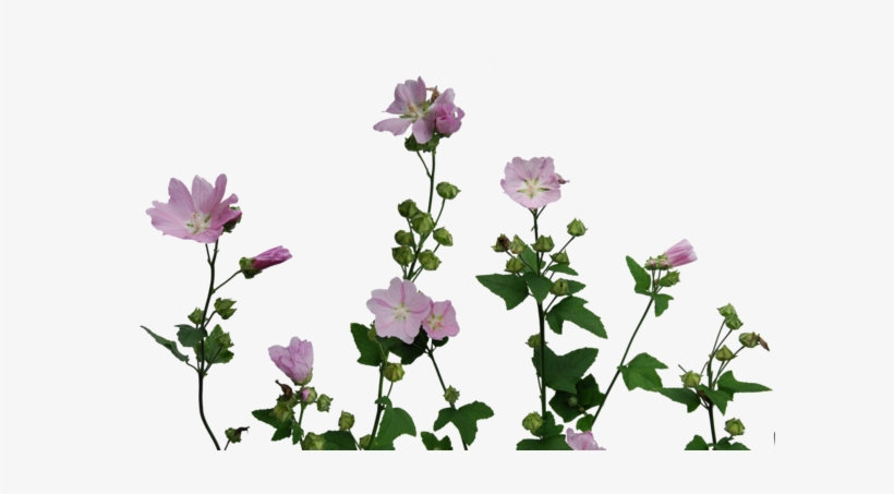 Picture - Malva, transparent png #3082069
