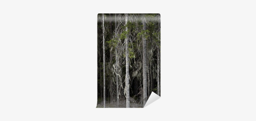 Photograph, transparent png #3082146