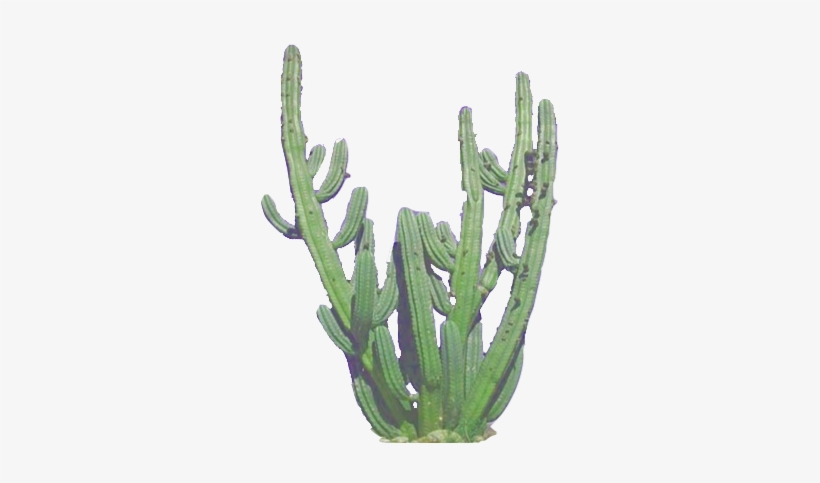 Cactus Clip - Logo Transparent Tumblr Cactus, transparent png #3082277