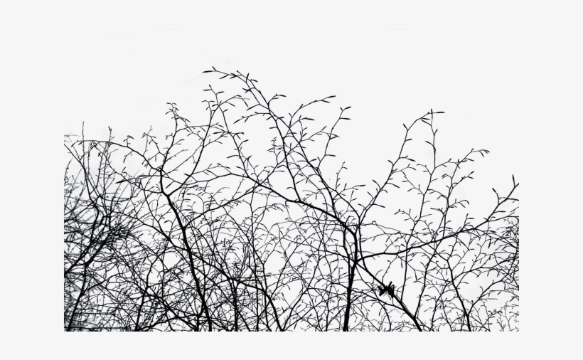 Aesthetic, Isolated, Nature, Tree, Cut Out, Autumn - Transparent Nature Aesthetic, transparent png #3082312
