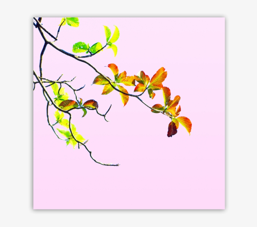 Aesthetic - Aesthetic800x800, transparent png #3082374