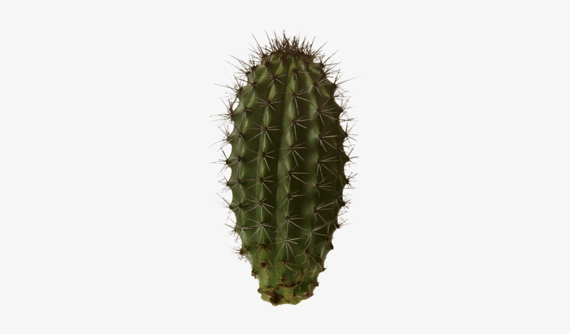 Download Free Cactus Psd, transparent png #3082376