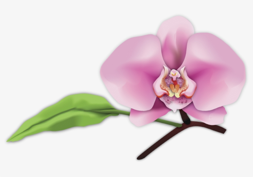 Customized To Meet All Your Facial Needs - Digital Art, transparent png #3082636