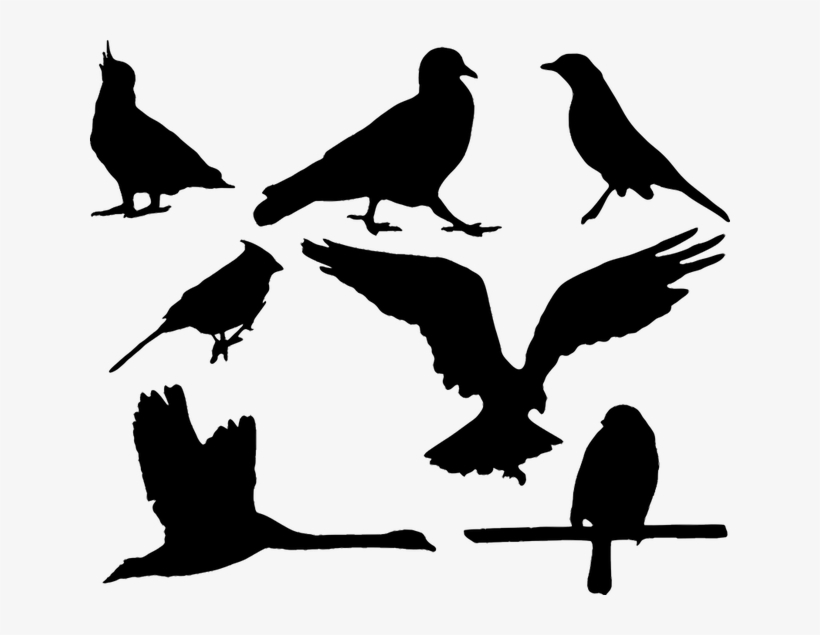 Animal, Bird, Blackbird, Cockatoo, Eagle, Pigeon, Robin - Eagle Silhouette, transparent png #3082781