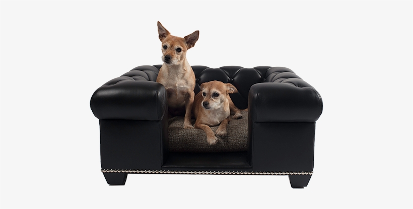 Danielle - Chihuahua, transparent png #3084248