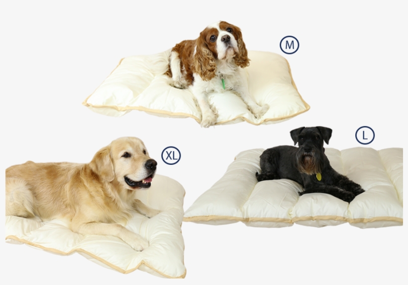 Ellis Fibre Pet Bed Sizes - Bed Size, transparent png #3084658