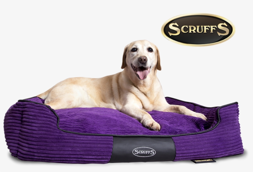 Or Looking For A Bed That Properly Supports An Ageing - Scruffs Expedition Box Bed, 60 X 50 Cm, Plum, transparent png #3084682