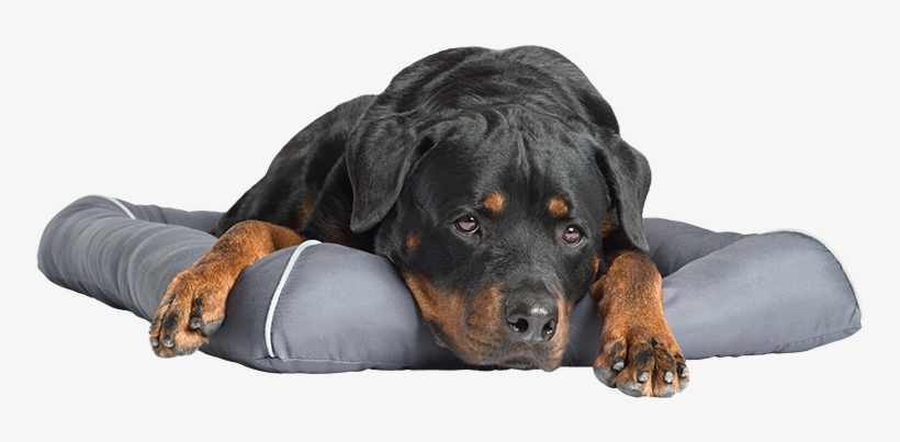Cooling Gel Pet Bed - Pet Therapeutics Theracool Cooling Gel Dog Bed, Grey, transparent png #3085003