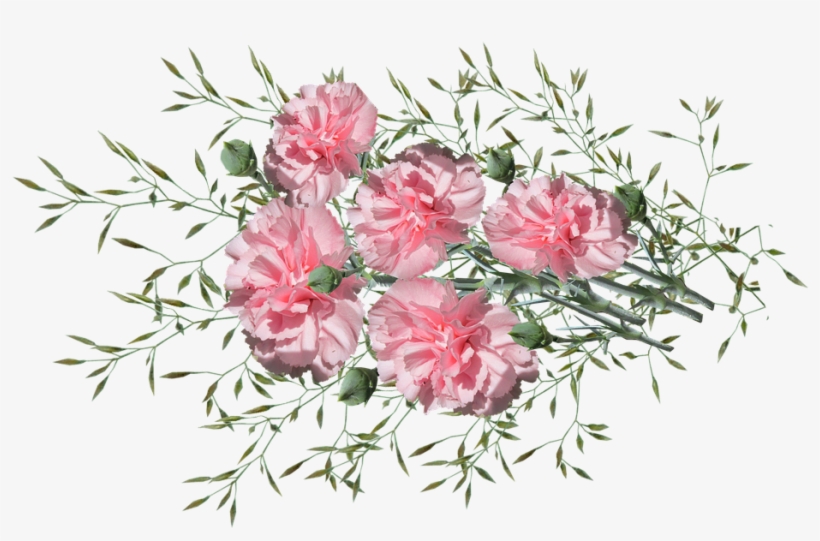 Carnations, Flowers, Nature, Garden, Plants - Garden, transparent png #3085889