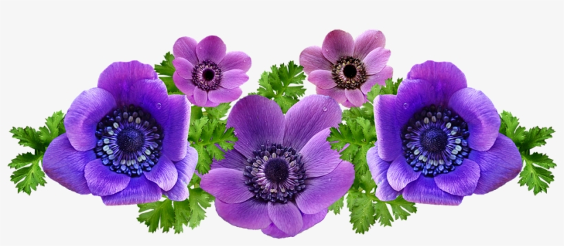 Anemones, Flowers, Spring, Arrangement, Garden, Nature - Flower, transparent png #3086169