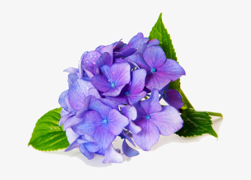 Anniversary Arrangements - Fragrance Oil Violet, transparent png #3086188