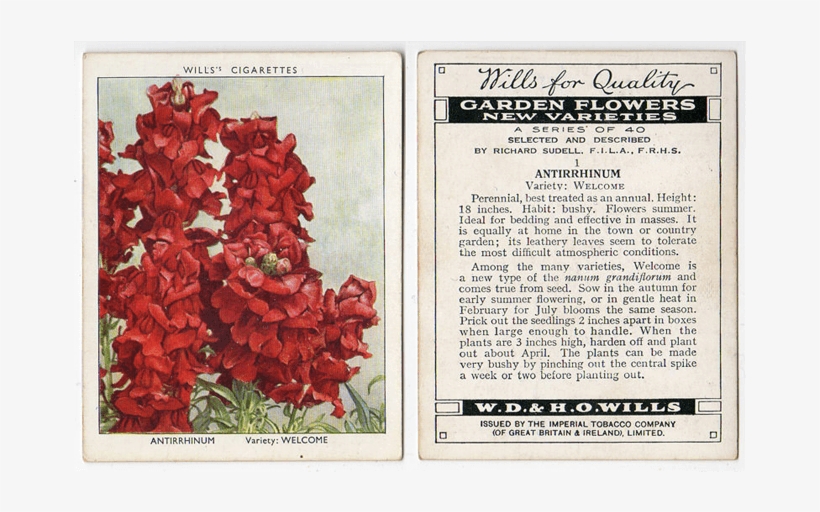 Antirrhinum, Variety Welcome - Cigarette Card Rms Olympic Back Canvas Art - (24 X, transparent png #3086237