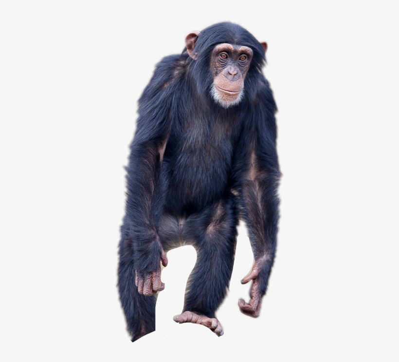 Report Abuse - Chimpanzee Transparent Background, transparent png #3086607