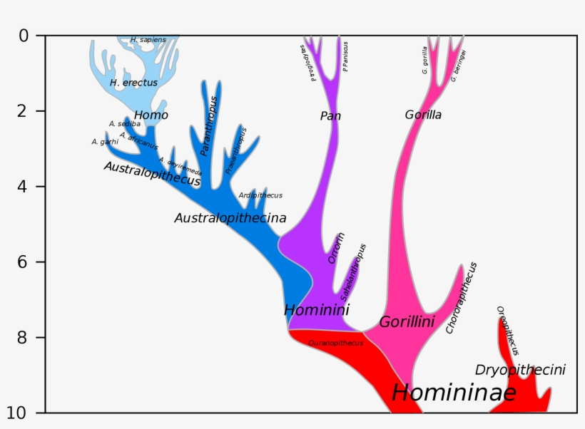 Chimpanzee Human Last Common Ancestor - Last Common Ancestor Of Humans And Chimpanzees Chart, transparent png #3086696