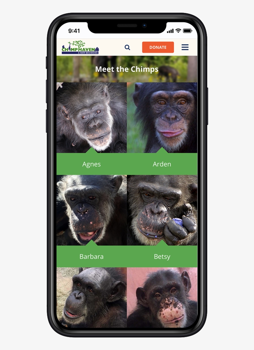 Visit Website - Common Chimpanzee, transparent png #3086800