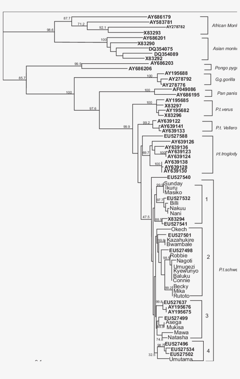 Phylogenetic Analysis Of Int Sequences From Sfv-infected - Diagram, transparent png #3086825