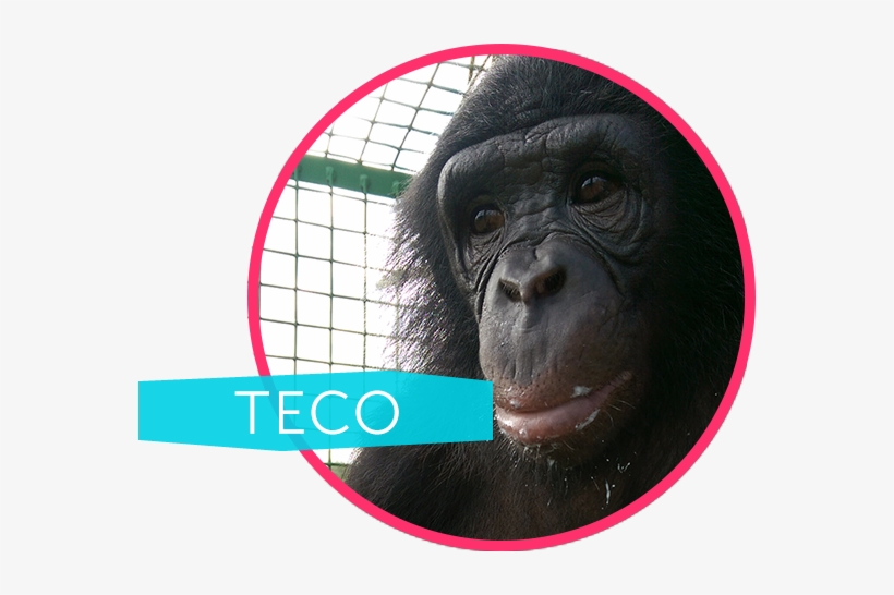 Born 2010 - - Teco Bonobo, transparent png #3086854