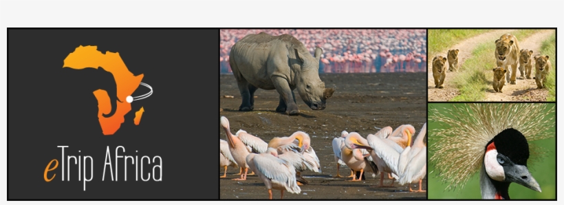 Mt 0273 Home Slider Img4 - Lion King - Trade Paperback, transparent png #3086887