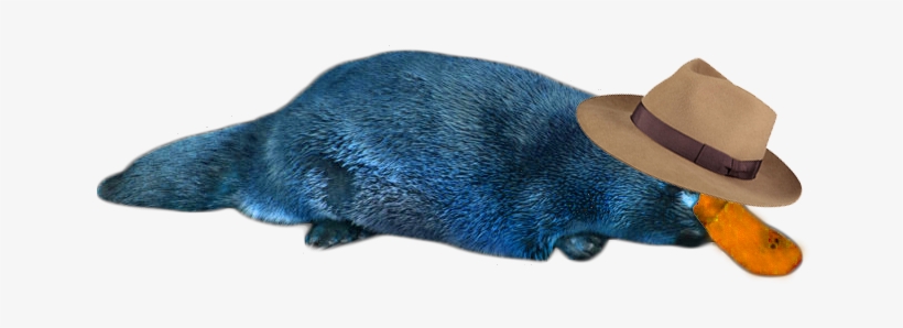 Perry The Platypus In Reallife Png Image - Platypus Transparent Png, transparent png #3092825