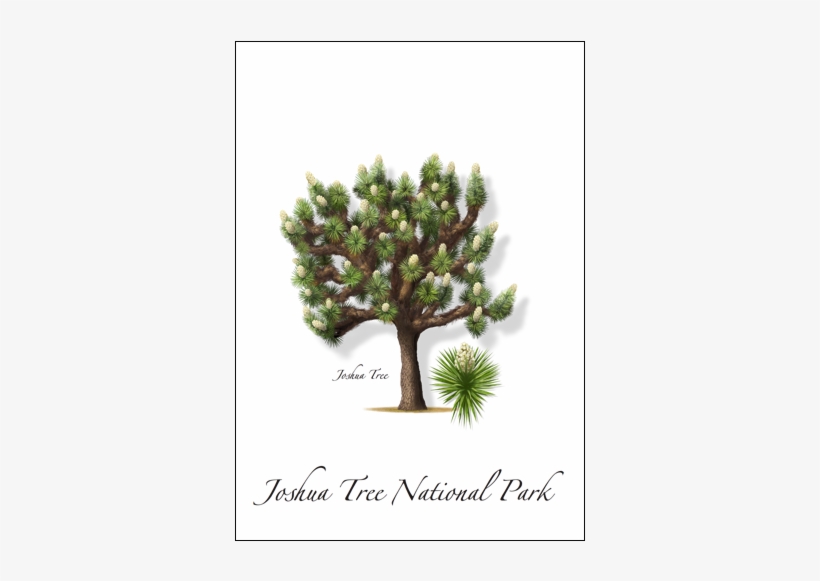 Joshua Tree - Pond Pine, transparent png #3093380
