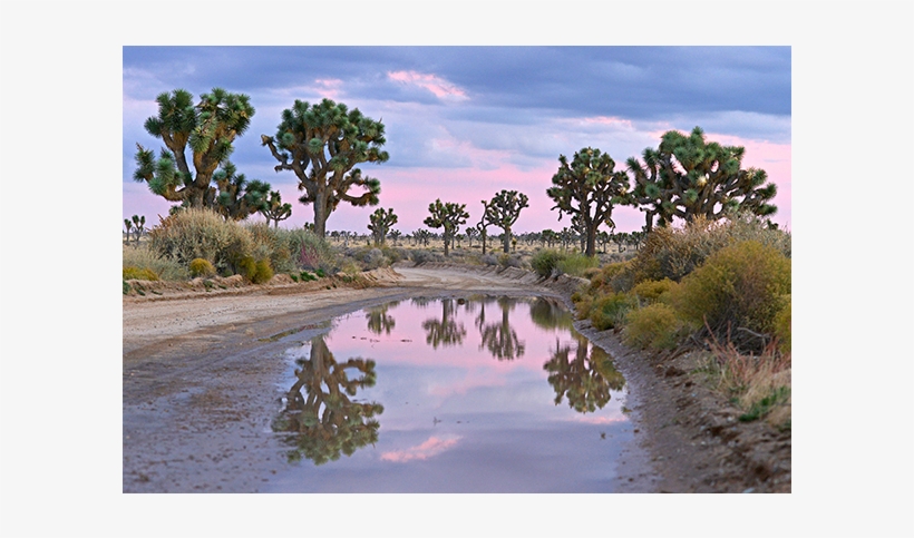 America Joshua Tree Sunset - Reflection, transparent png #3093728