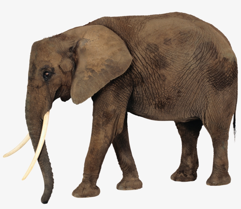 Download - Webber Photo Lotto Games Things To Wear, transparent png #3093783