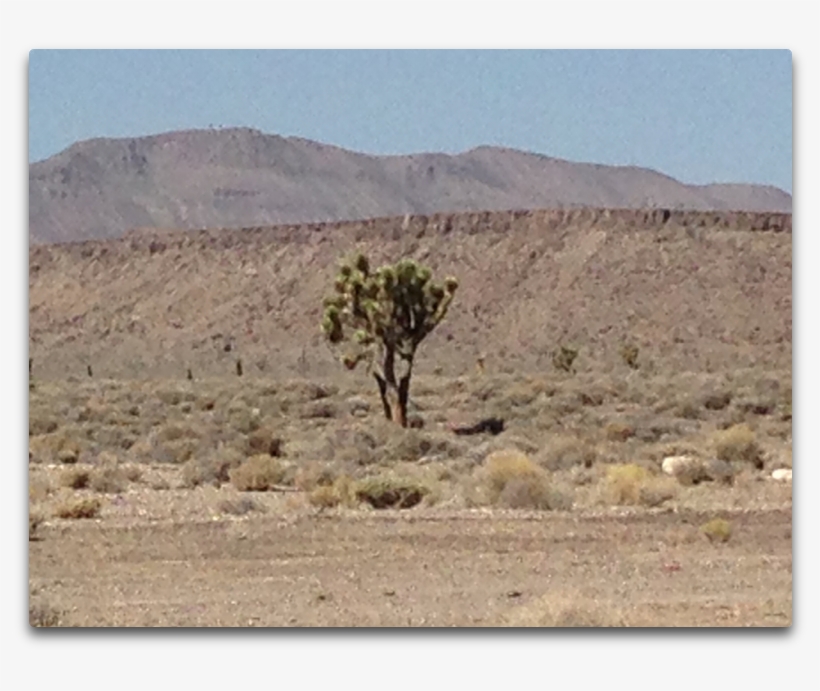 Gc Joshua Tree - Desert, transparent png #3093931
