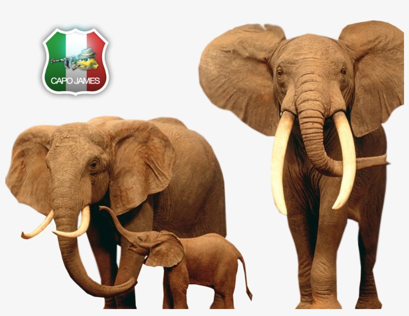 Photo Elephants, transparent png #3093952