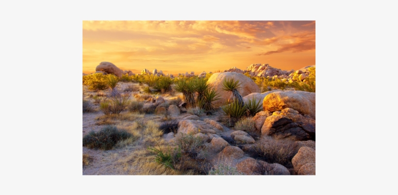 Usa, Joshua Tree National Park - Leinwandbild Joshua Wüste Im Sonnenuntergang Home Loft, transparent png #3094212